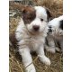  Border Collie szuka kölyök eladó!