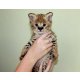 Savannah kiscicák serval és caracal