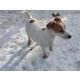 Jack Russel terrier kiskutyák