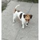Jack Russel terrier kiskutyák!