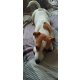 Jack Russel terrier kiskutyák!