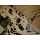Dalmata kislány kutyusomnak párt ke