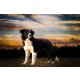 Border collie kan fedez 