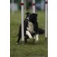 Border collie kan fedez 