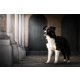 Border collie kan fedez 