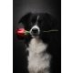 Border collie kan fedez 