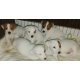 Jack Russell terier 06202115757