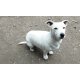 Jack Russell terier 06202115757