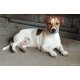 Jack Russell terier 06202115757